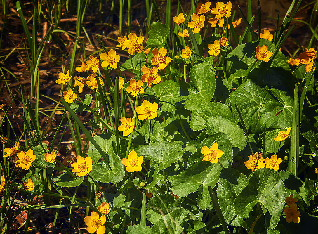 Калужница болотная - Андроник Александр 