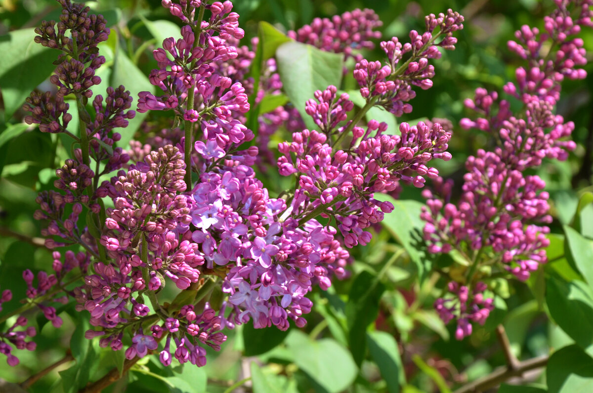 Москва. Парк Зарядье. Весна. Апрель. - Наташа ***** Москва. Парк Зарядье. Весна. Апрель. - Наташа *****