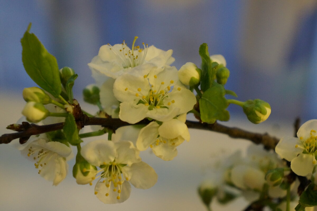 * * * - Алёна Савина