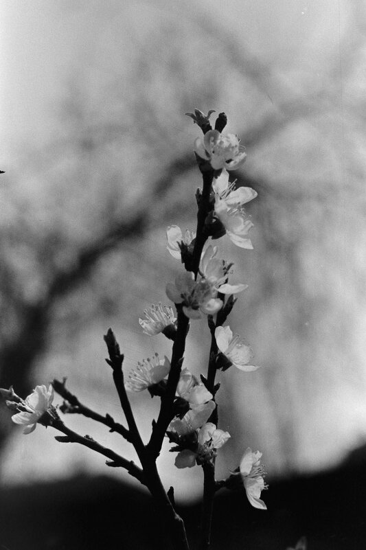 Весна идёт! Фото на плёнку - Олег Зоркий
