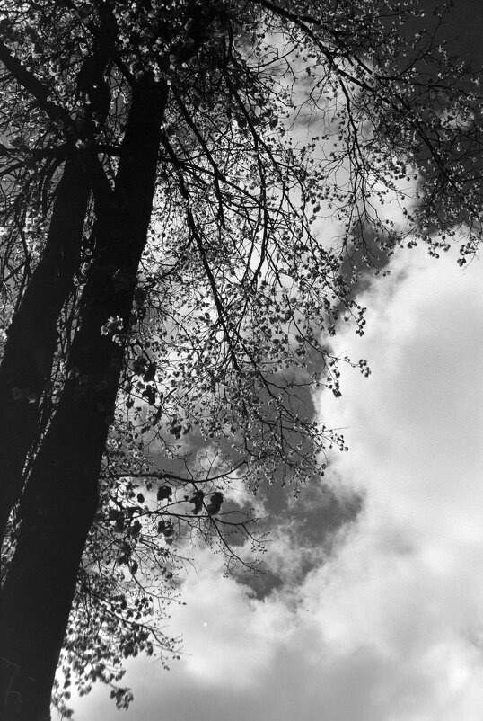 Апрельское небо. Фото на плёнку - Олег Зоркий