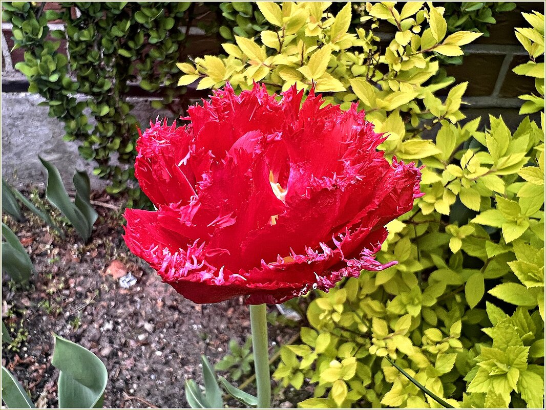 ****** - Валерия Комова