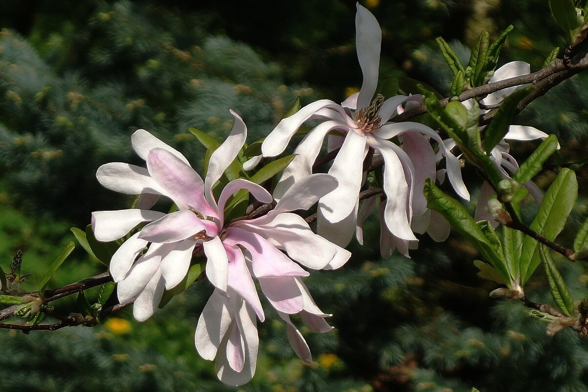 Цветок Магнолии - Рита Симонова Цветок Магнолии - Рита Симонова