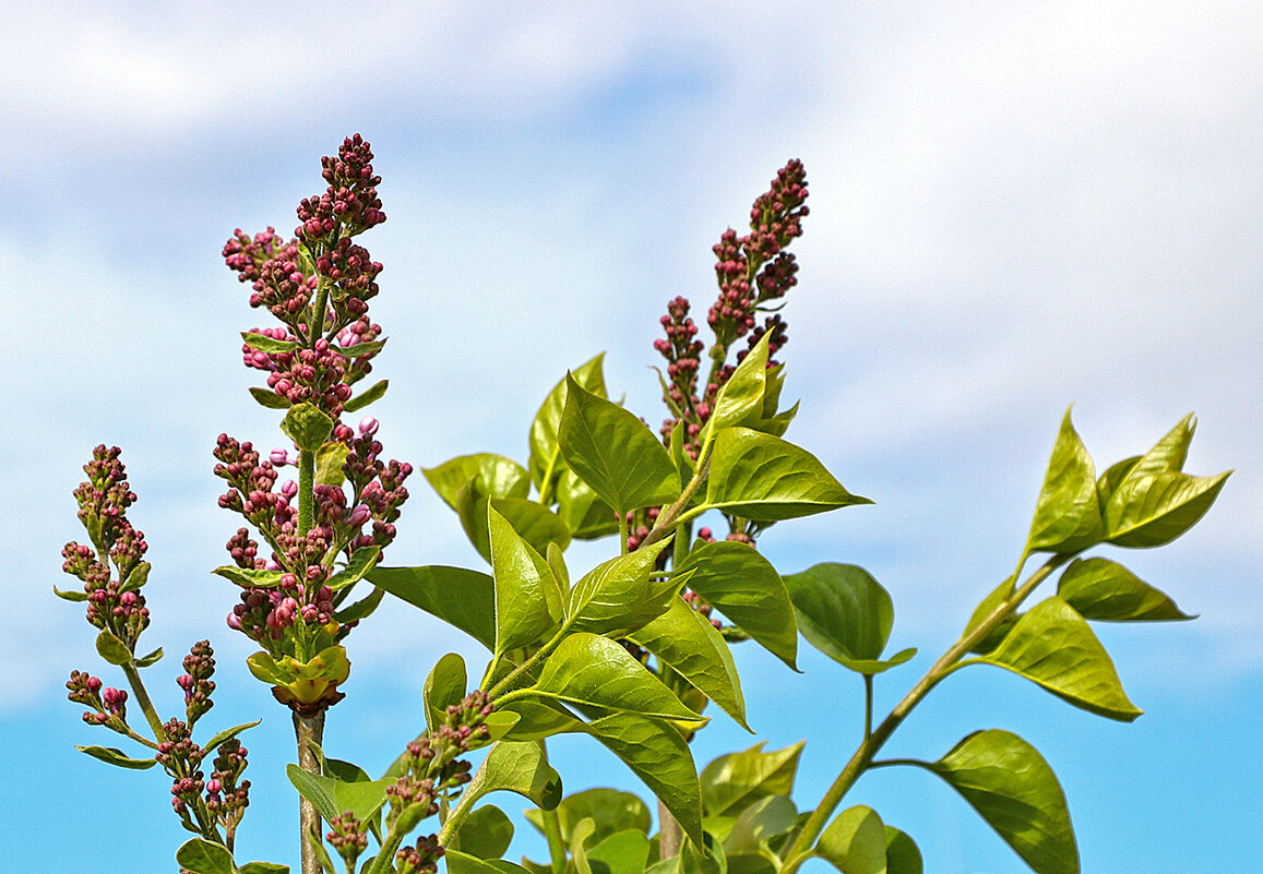 Сирень на подходе... - Светлана 