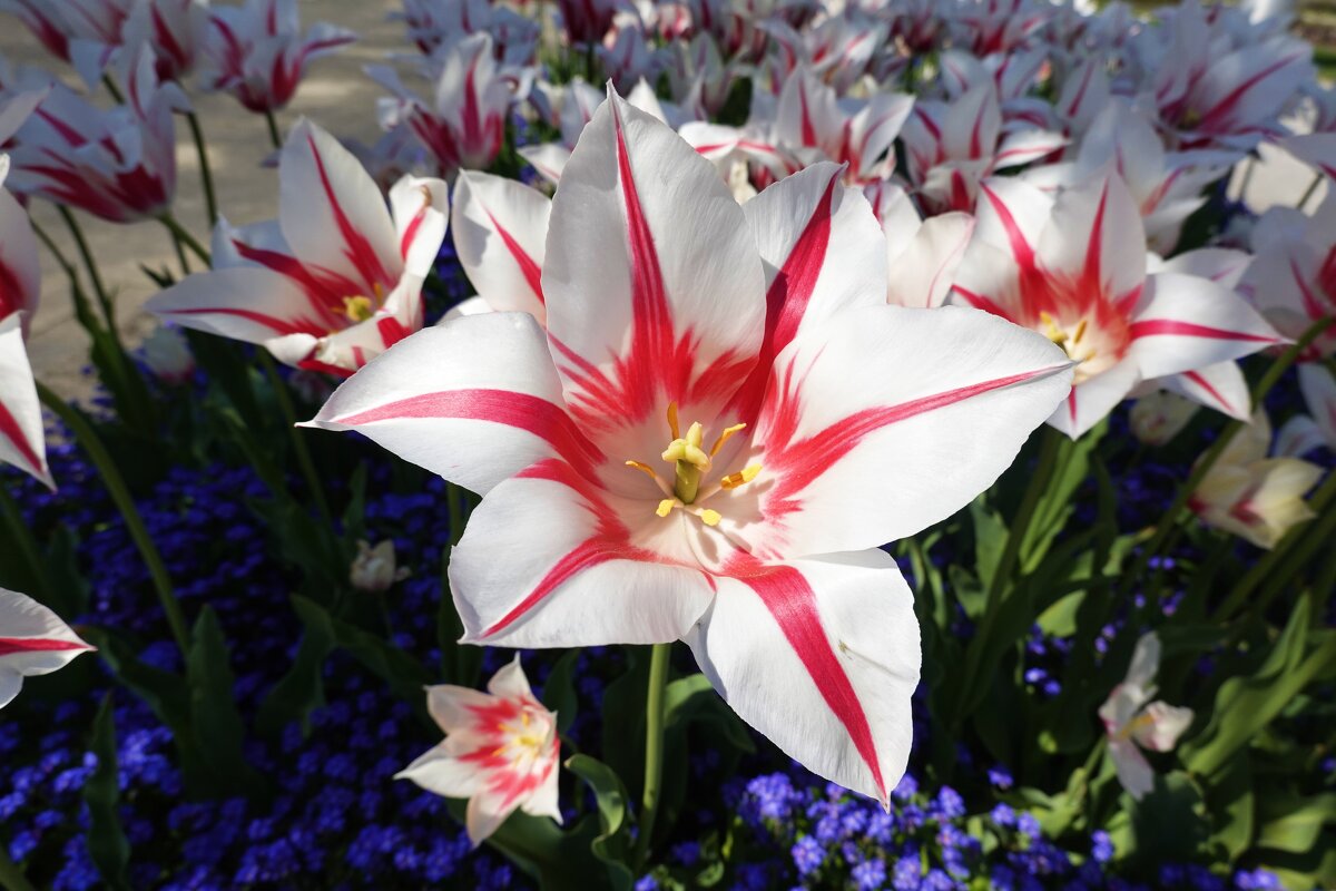 Какое счастье - видеть мир цветов, Цветущий, яркий, многогранный......" - Галина Какое счастье - видеть мир цветов, Цветущий, яркий, многогранный......" - Галина