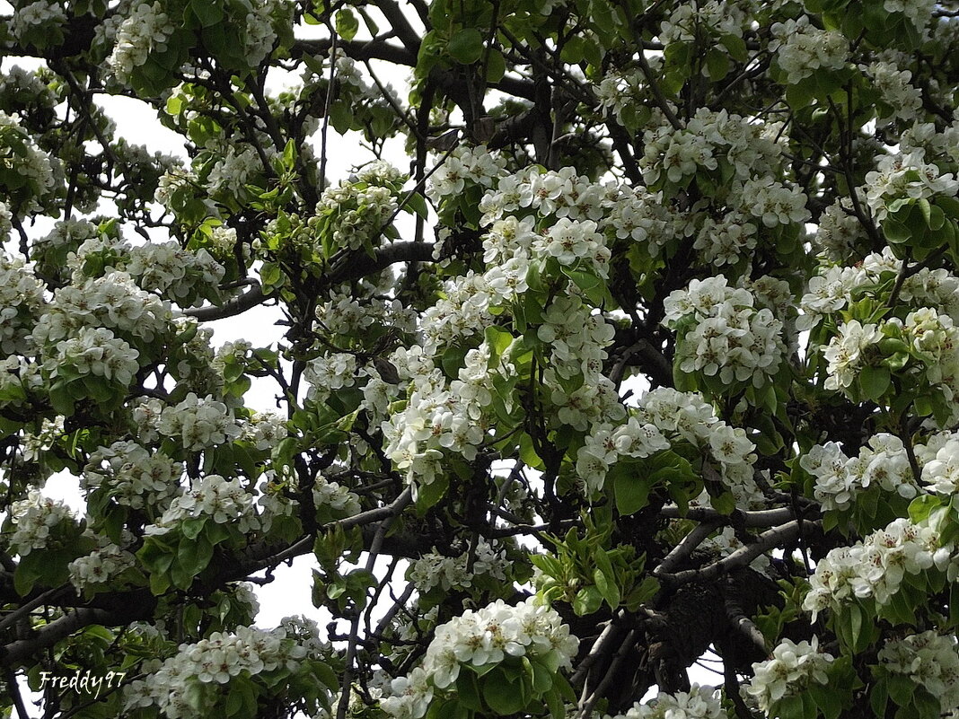 Цветёт груша... - Freddy 97