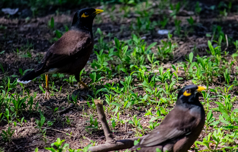 Петь даром не будем! - Светлана SvetNika17