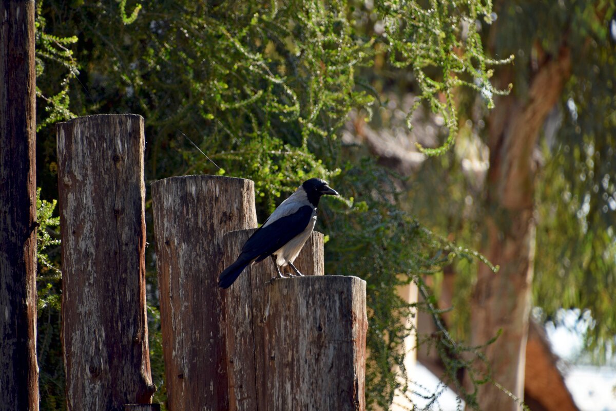 "А вдруг что-нибудь перепадёт."  (в зоопарке) - Oleg4618 Шутченко
