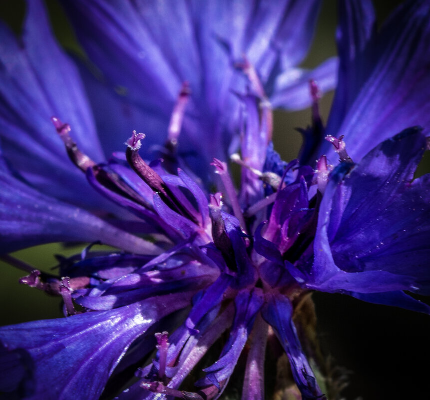 Василёк. - Лилия * Василёк. - Лилия *