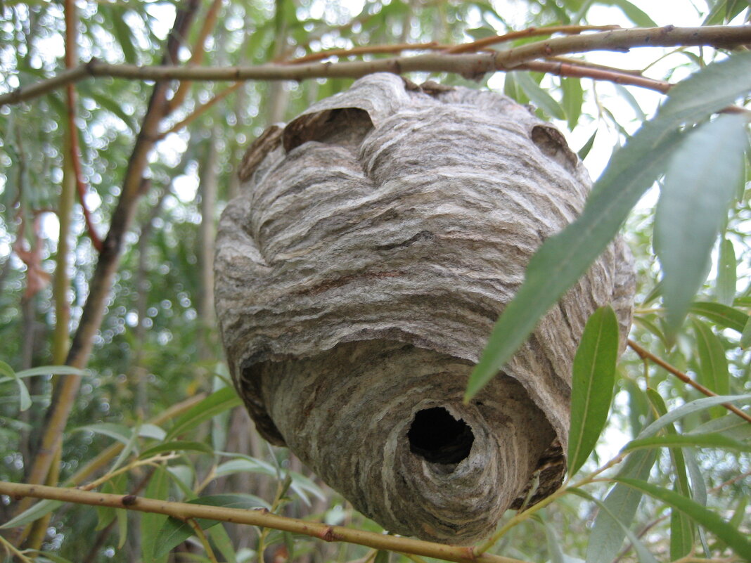 Осиное гнездо - Anna Ivanova