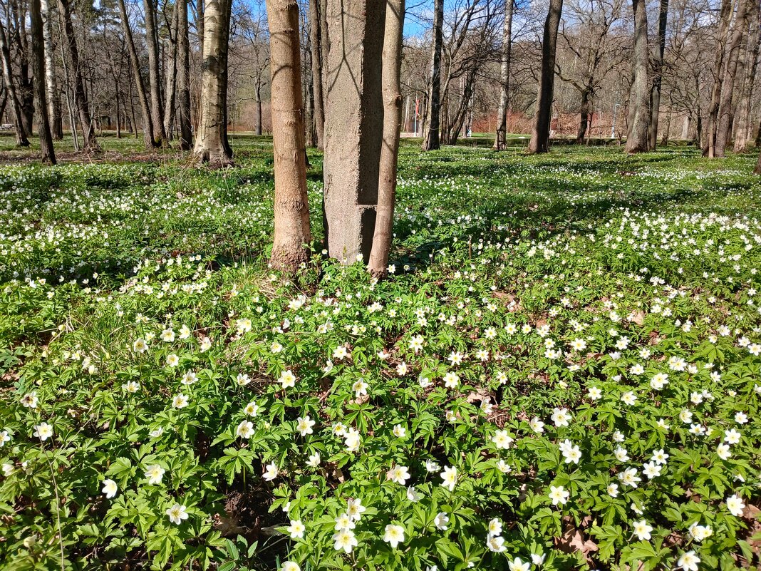Самое начало прекрасной весны. - Лия ☼ Самое начало прекрасной весны. - Лия ☼