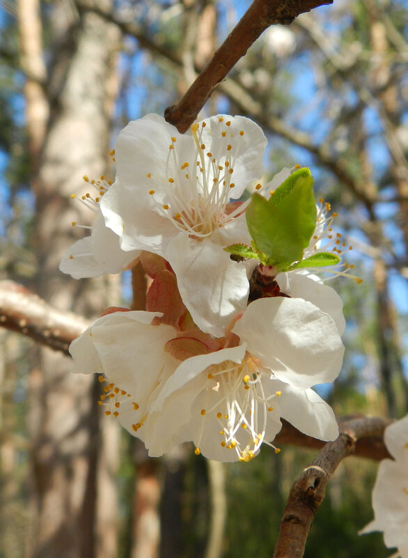 *** - Лера *** - Лера