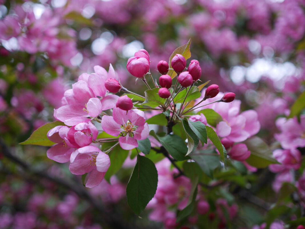 Весеннее цветение - Наталья Rosenwasser