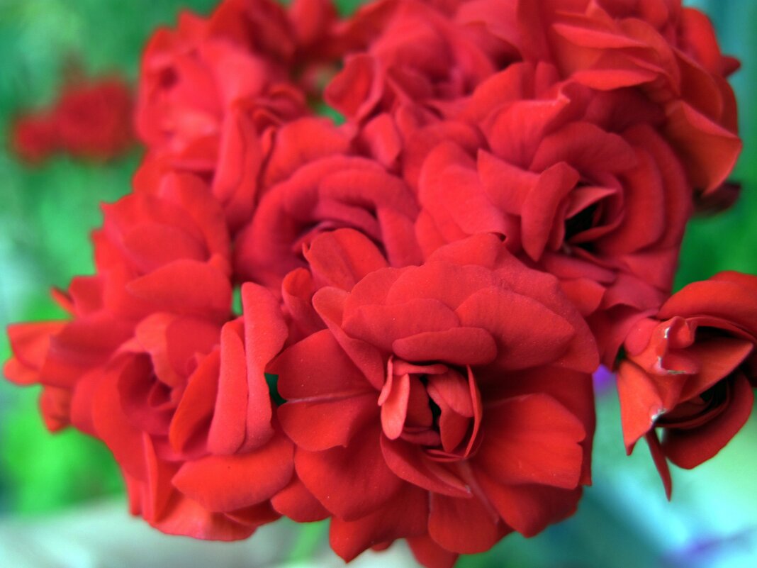 Герань махровая. - Ирина *** Герань махровая. - Ирина ***