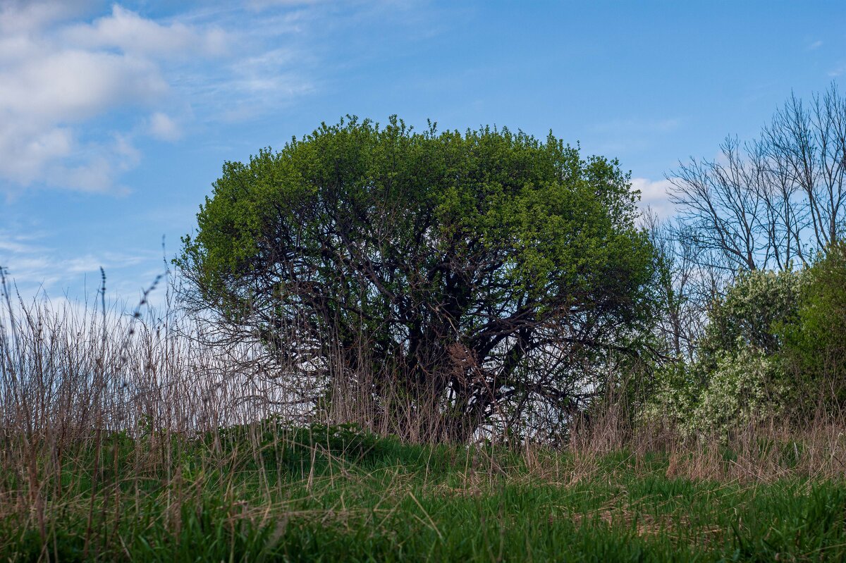 Под небом голубым - Дмитрий Ряховский Под небом голубым - Дмитрий Ряховский