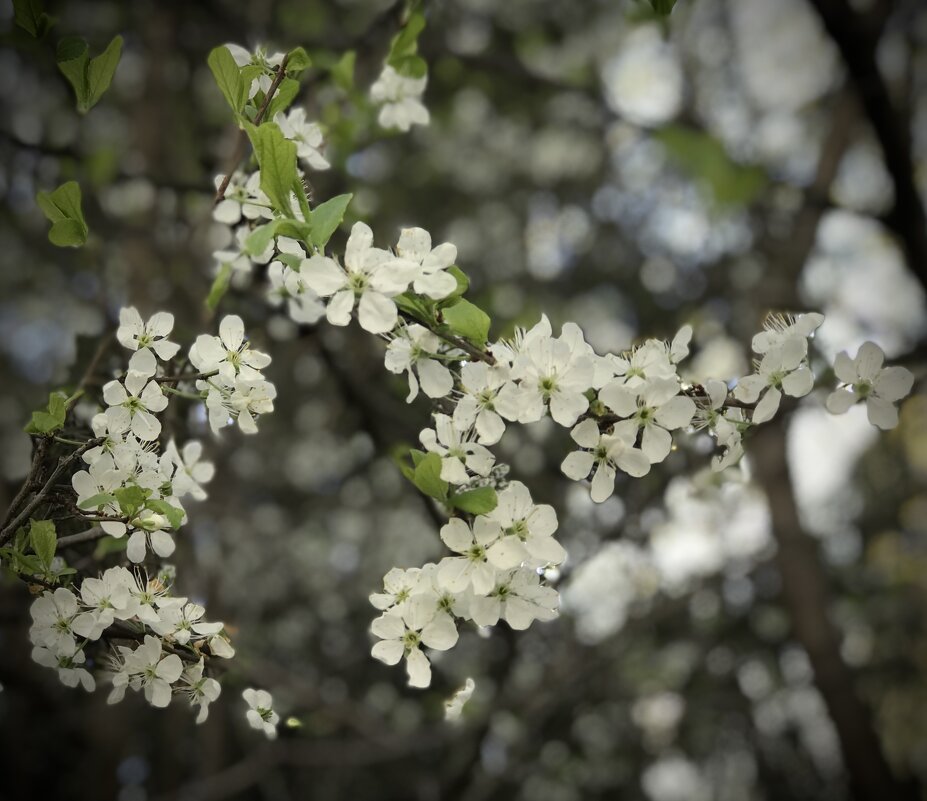 Веточки вишни. - Любовь Веточки вишни. - Любовь