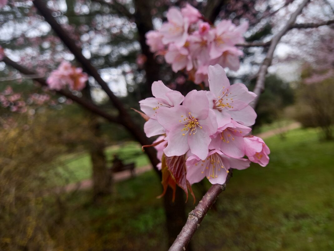 Сакура - Сапсан 