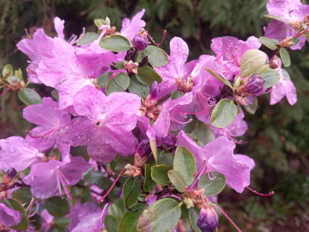 Рододендрон - Сапсан 