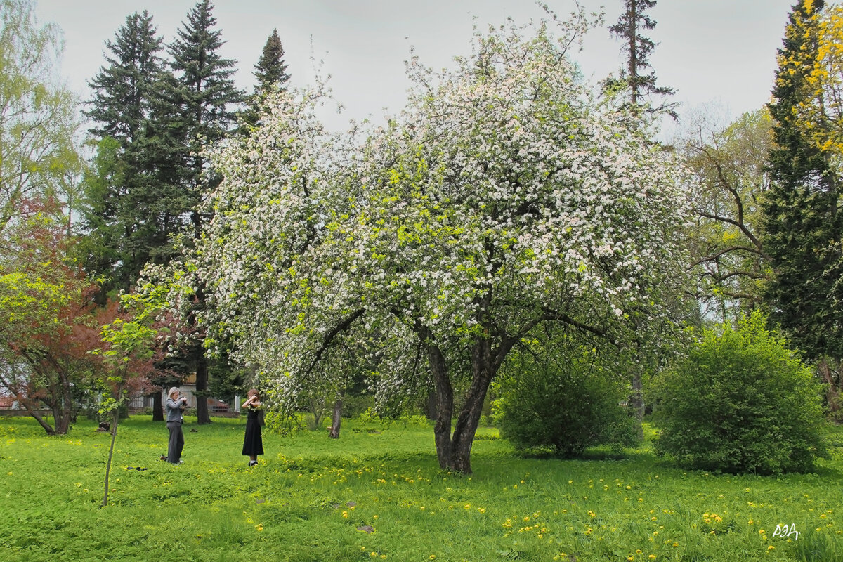 Яблони цветут. - Роланд Дубровский Яблони цветут. - Роланд Дубровский