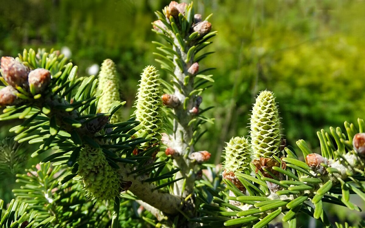 Молодые шишки ели - Милешкин Владимир Алексеевич 