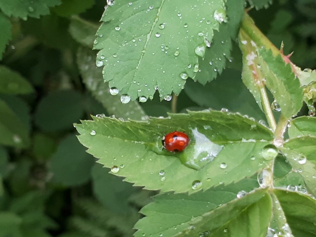.... - Надежда 