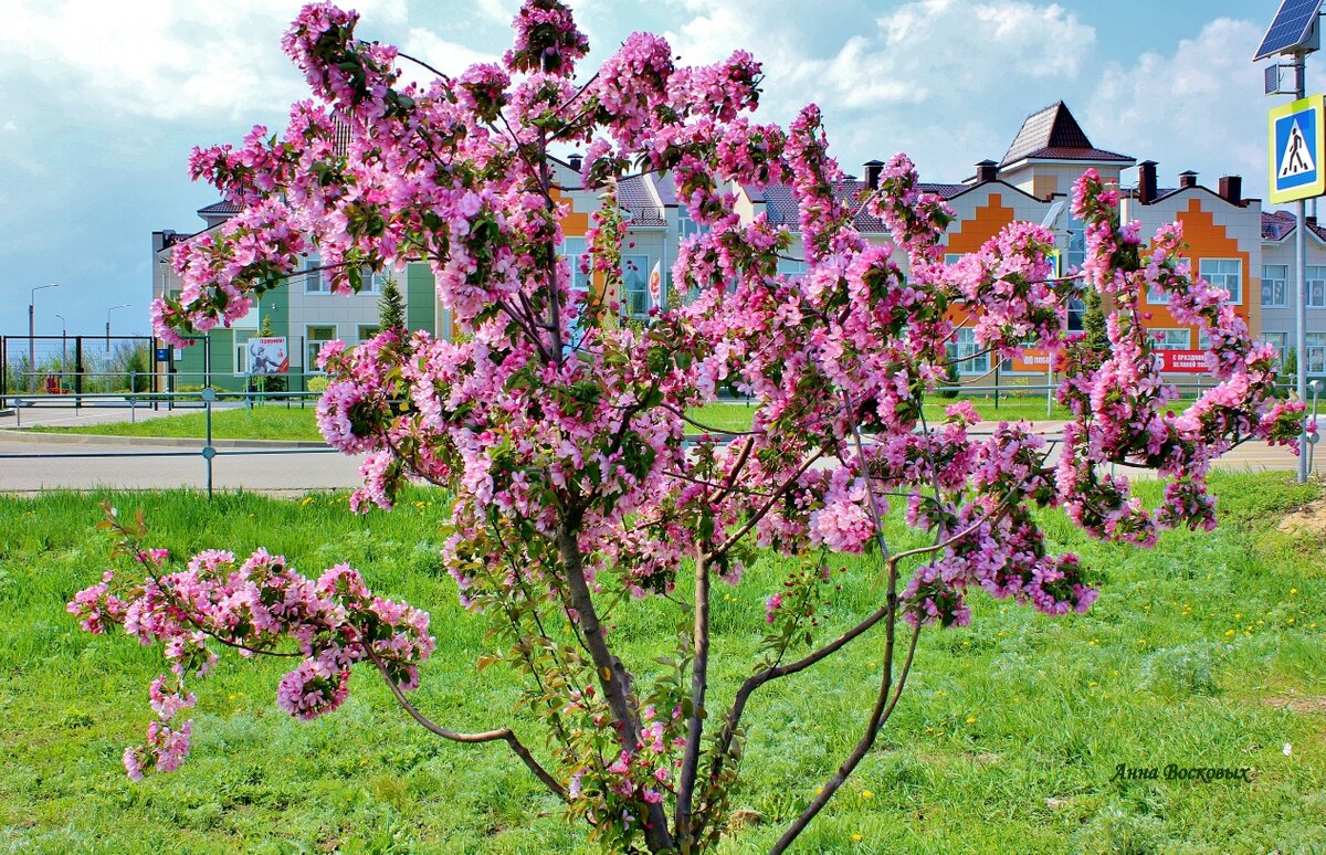 Розовые яблони высадили в новом микрорайоне нашего города Поворино, Воронежская область. - Восковых Анна Васильевна Розовые яблони высадили в новом микрорайоне нашего города Поворино, Воронежская область. - Восковых Анна Васильевна
