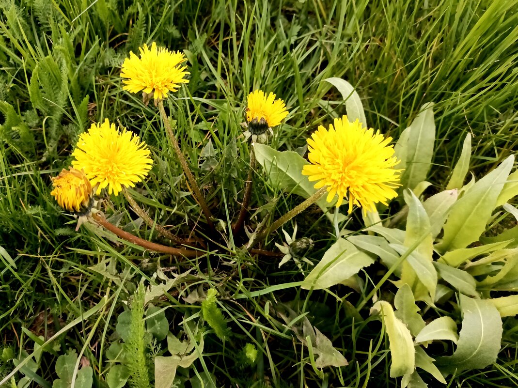 Одуванчики - Veera V