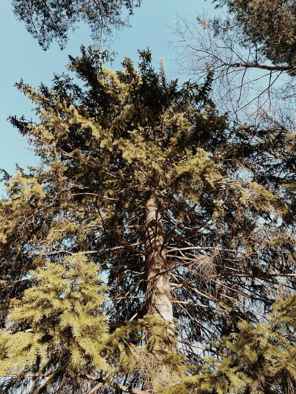 Ель великан - Георгиевич 