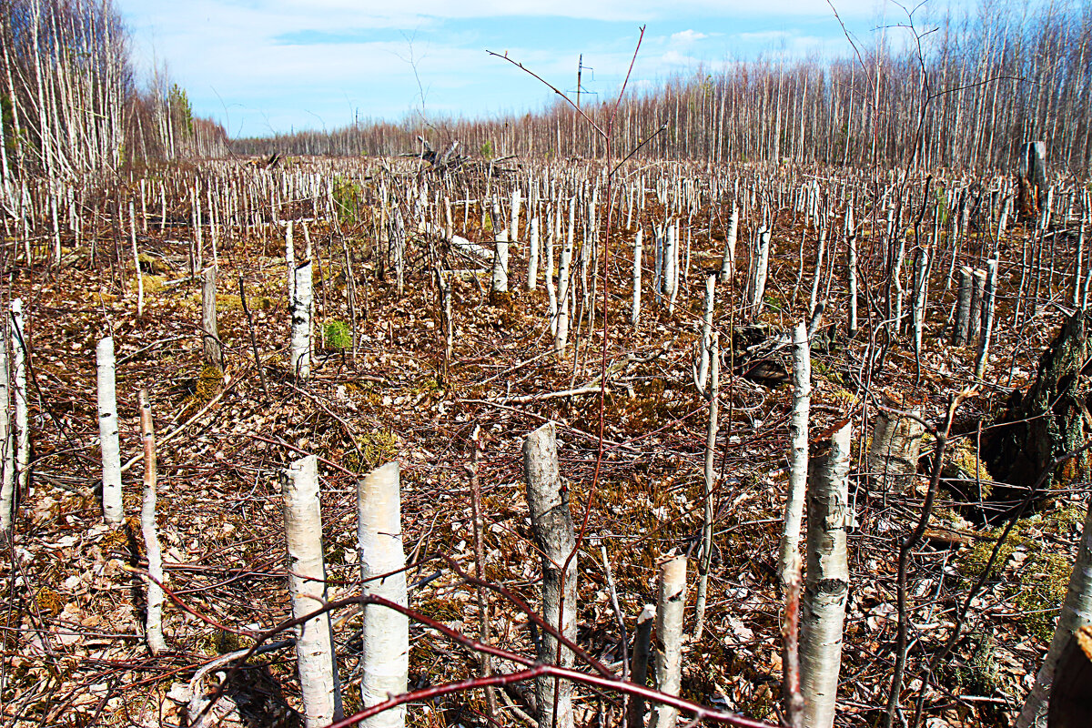Варварство...Олений остров. - Владимир 