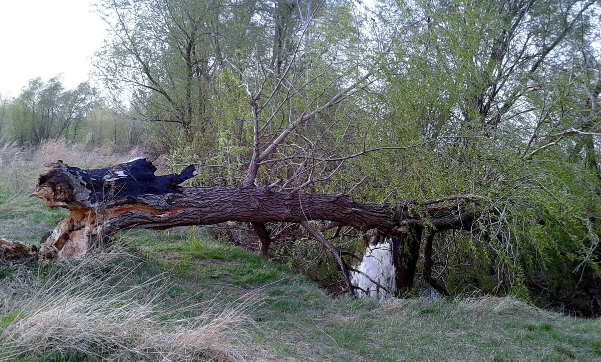 Повалило ветром. - сергей ермошкин Повалило ветром. - сергей ермошкин