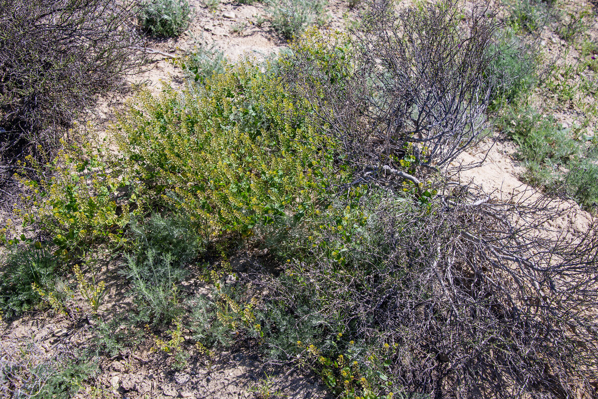 В степи - Анатолий Чикчирный