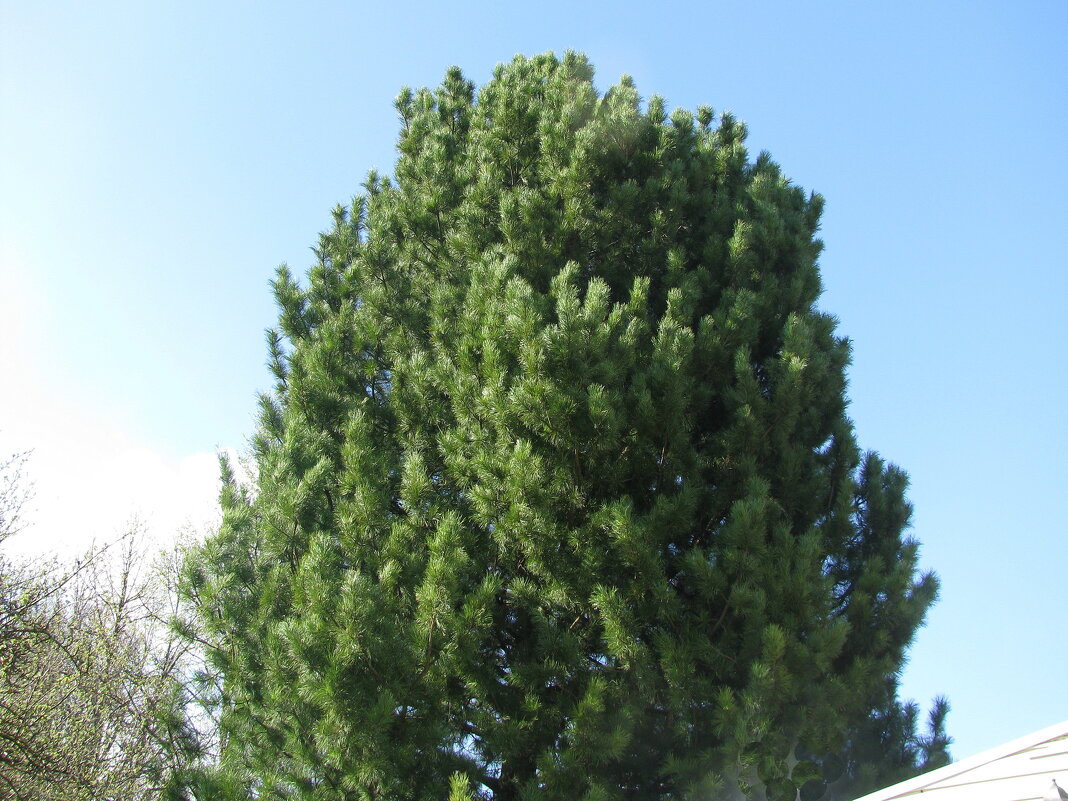 Мой кедр - Людмила Смородинская