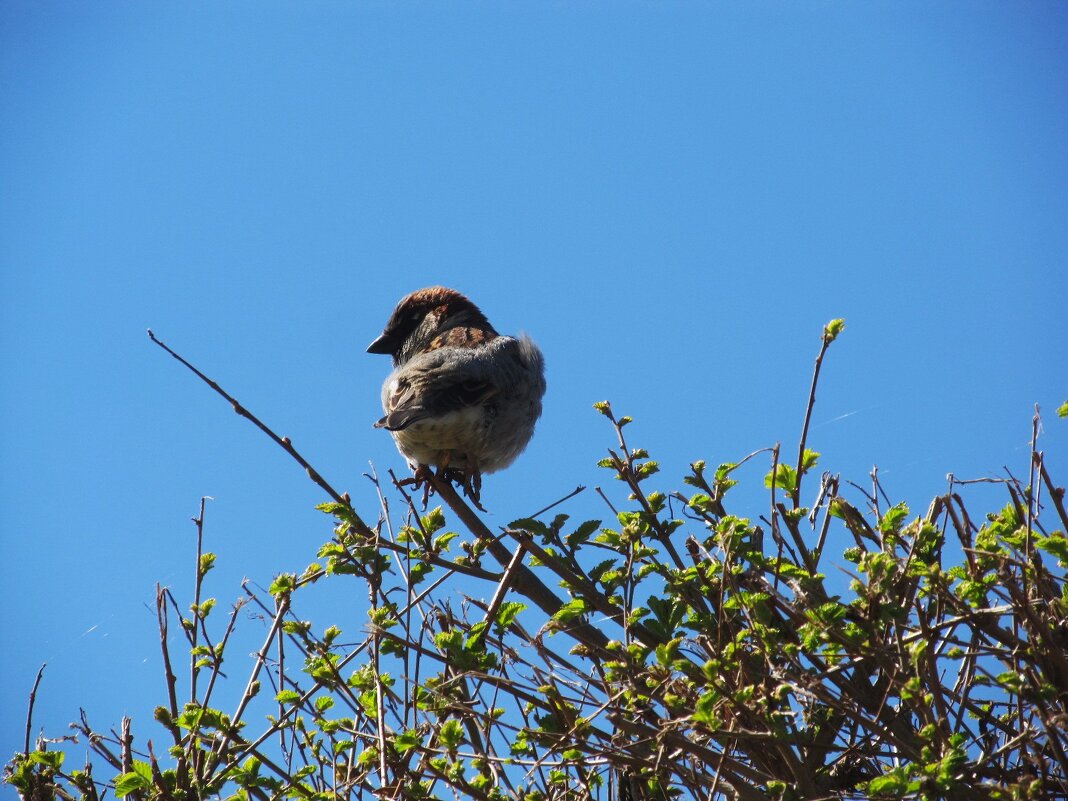 воробей - Елена Шаламова