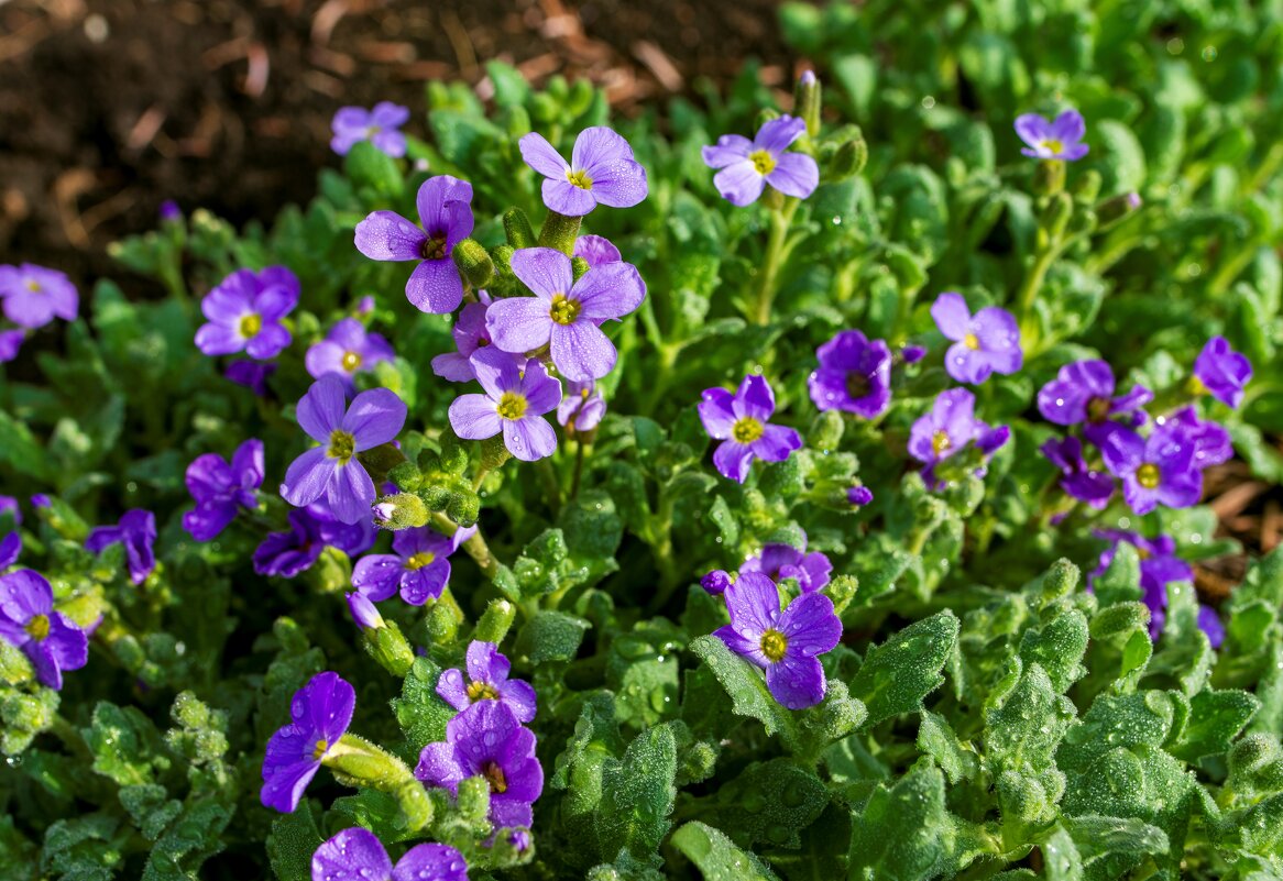 Весна - Петр 