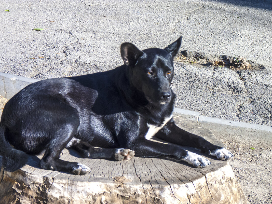 Отдых на пеньке - Валентин Семчишин Отдых на пеньке - Валентин Семчишин