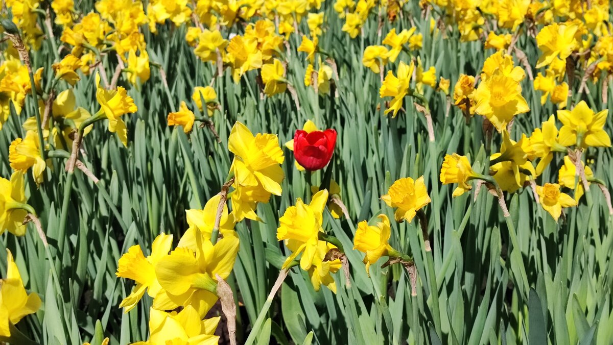 ,,, - Сергей Тимоновский ,,, - Сергей Тимоновский