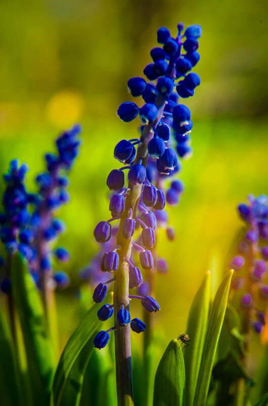 Цветок - Андрей Сосновский