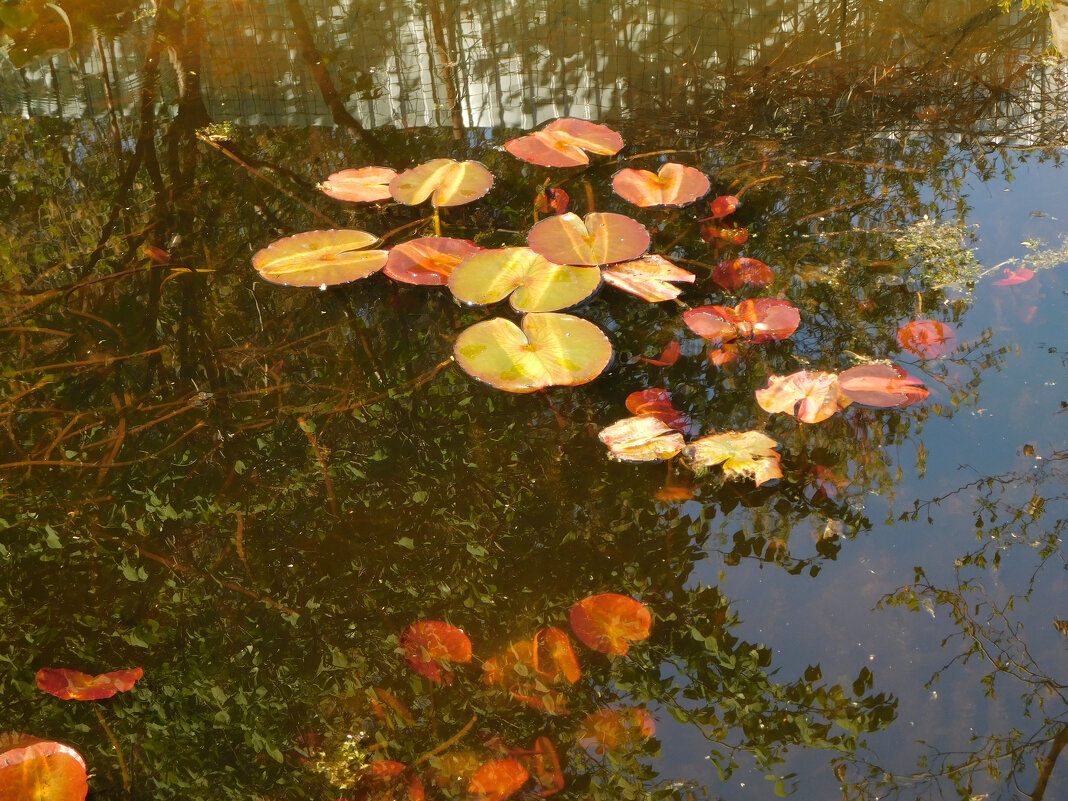 Кувшинки в пруду - Наиля Кувшинки в пруду - Наиля