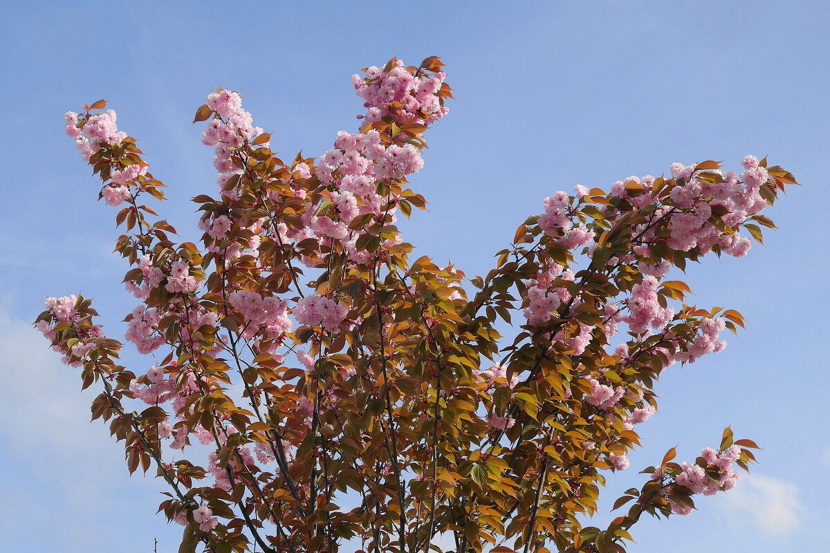 Цветет Вишня мелкопильчатая - Рита Симонова Цветет Вишня мелкопильчатая - Рита Симонова