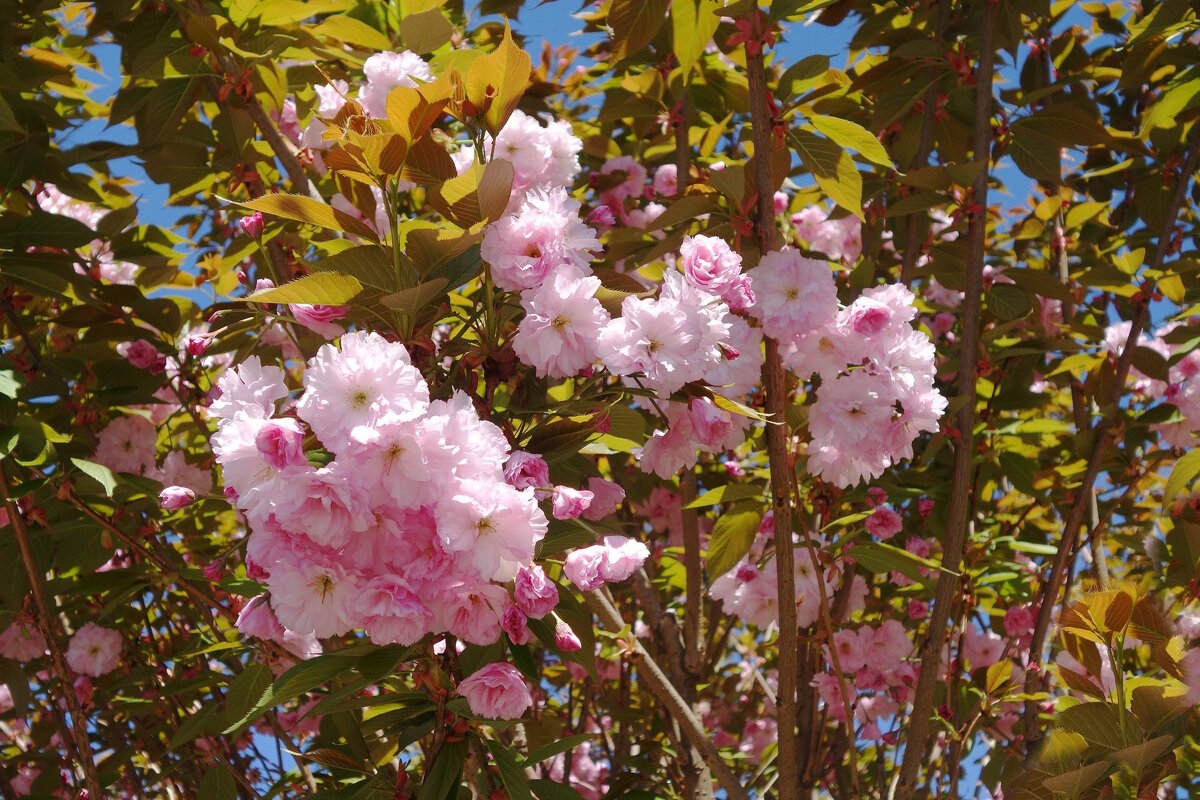 Цветет Вишня мелкопильчатая - Рита Симонова Цветет Вишня мелкопильчатая - Рита Симонова