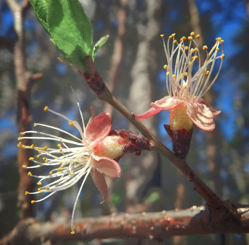 отцвели - Лера отцвели - Лера