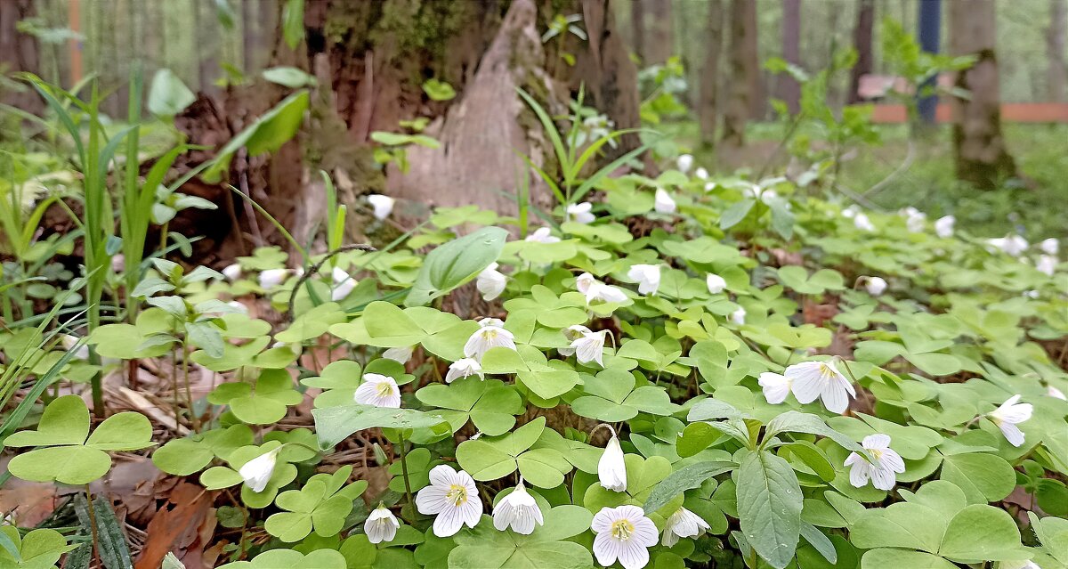 Кислица цветет - Татьяна Тюменка Кислица цветет - Татьяна Тюменка