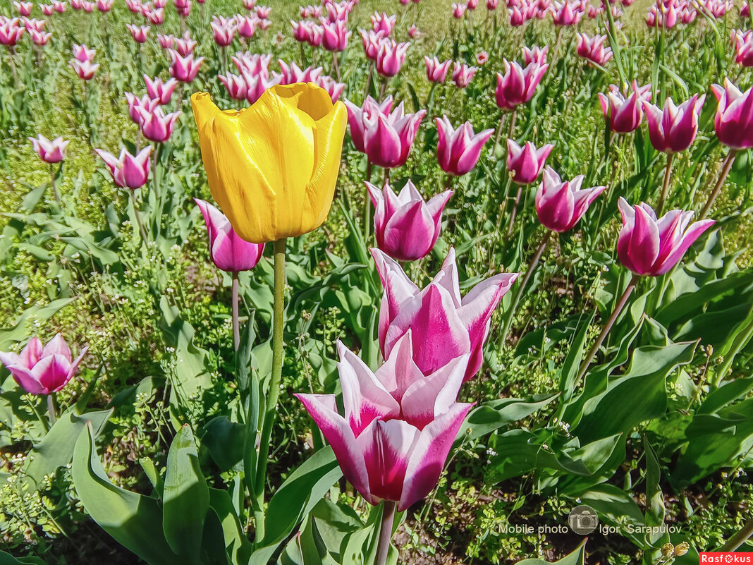 Царь тюльпанов - Игорь Сарапулов Царь тюльпанов - Игорь Сарапулов