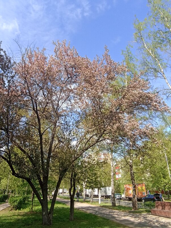 Яблонька на Есенинском бульваре - Pippa Яблонька на Есенинском бульваре - Pippa