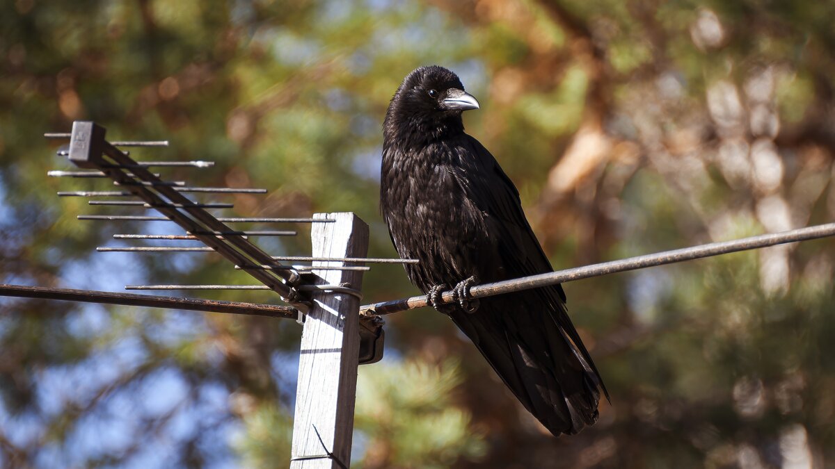 Ворон - птица умная! - Вадим Басов Ворон - птица умная! - Вадим Басов