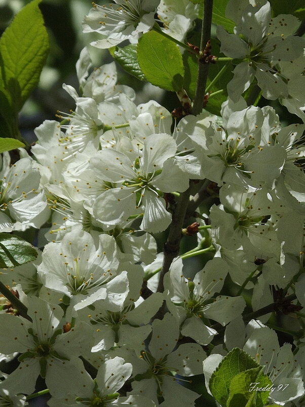 Весны цветенье... - Freddy 97 Весны цветенье... - Freddy 97