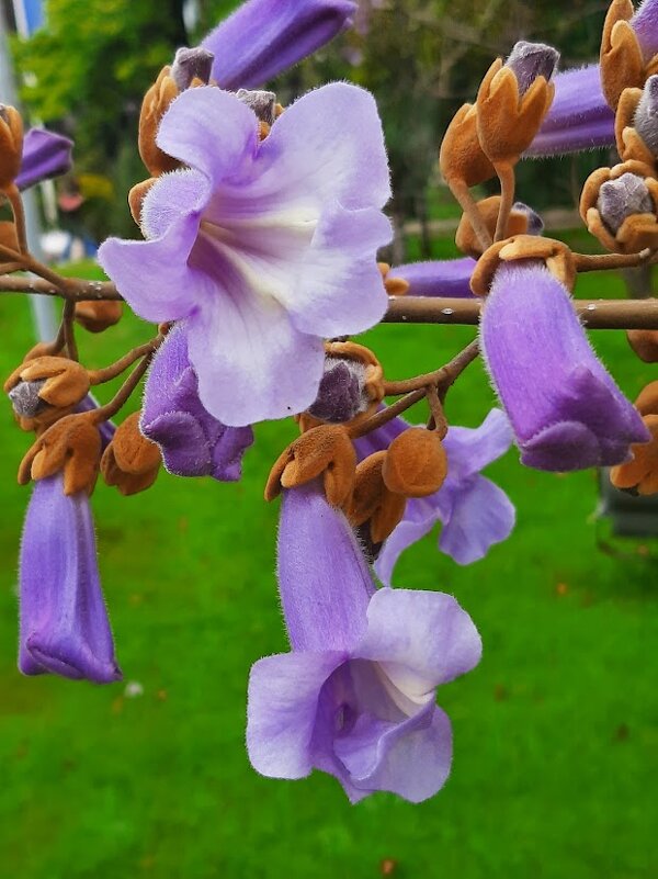 Павло́вния или Ада́мово де́рево - Tata Wolf Павло́вния или Ада́мово де́рево - Tata Wolf