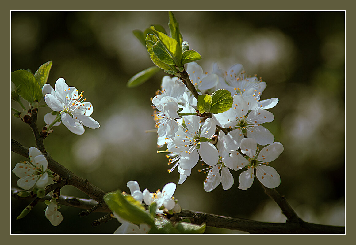 Цветение - Владимир Кроливец Цветение - Владимир Кроливец