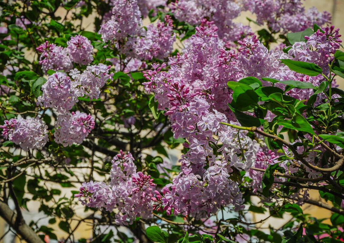 Апрель, сирень - Татьяна Машошина