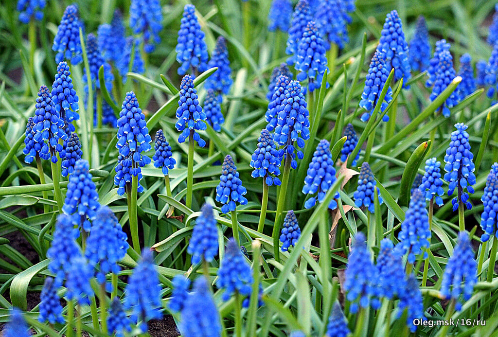 они на радость нам даны - Олег Лукьянов они на радость нам даны - Олег Лукьянов